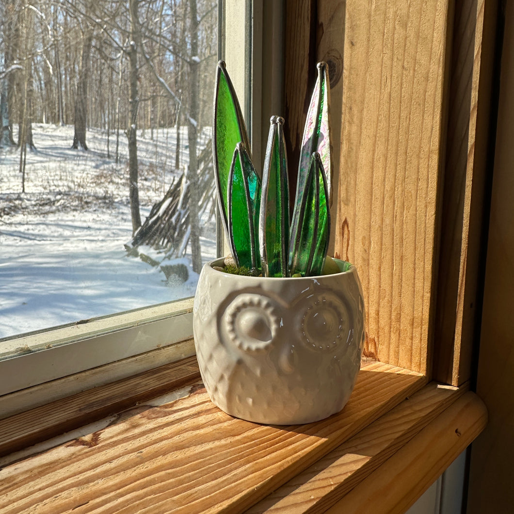 owl snake plant Snake plant in owl pot – Root Studio