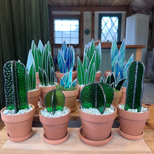 Stained glass snake plants