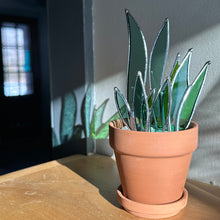 Stained glass snake plants
