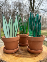 Stained glass snake plants