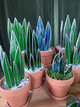 Stained glass snake plants